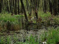 Carex paniculata ssp paniculata 17, Pluimzegge, Saxifraga-Hans Boll