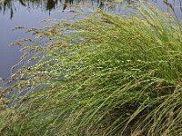 Greater tussock-sedge ( Carex paniculata), flowering  Greater tussock-sedge ( Carex paniculata), flowering : greater tussock-sedge, tussock-sedge, tussock, sedge, Carex paniculata, grass-like, plant, plants, botany, vascular plant, flora, floral, nature, natural, summer, summertime, rural scene, non-urban scene, outside, outdoor, outdoors, no people, nobody, carex, flowering, spring, springtime