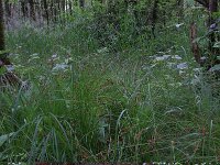 Carex paniculata ssp paniculata 19, Pluimzegge, Saxifraga-Hans Boll