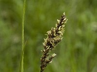 Carex paniculata ssp paniculata 2, Pluimzegge, Saxifraga-Jan van der Straaten