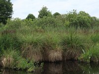Carex paniculata ssp paniculata 22, Pluimzegge, Saxifraga-Hans Boll