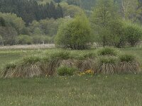 Carex paniculata ssp paniculata 24, Pluimzegge, Saxifraga-Willem van Kruijsbergen