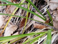 Carex paniculata ssp paniculata 25, Pluimzegge, Saxifraga-Rutger Barendse