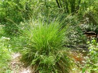 Carex paniculata ssp paniculata 28, Pluimzegge, Saxifraga-Rutger Barendse