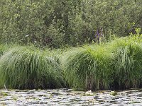 Carex paniculata ssp paniculata 29, Pluimzegge, Saxifraga-Jan Nijendijk