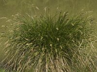 Carex paniculata ssp paniculata 3, Pluimzegge, Saxifraga-Willem van Kruijsbergen