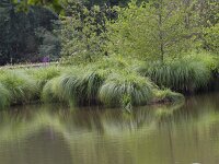 Carex paniculata ssp paniculata 31, Pluimzegge, Saxifraga-Jan Nijendijk