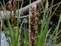 Carex paniculata ssp paniculata 33, Pluimzegge, Saxifraga-Ed Stikvoort