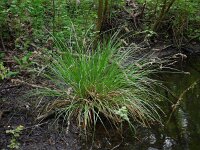 Carex paniculata ssp paniculata 34, Pluimzegge, Saxifraga-Ed Stikvoort