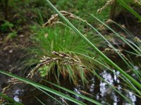 Carex paniculata ssp paniculata 35, Pluimzegge, Saxifraga-Ed Stikvoort