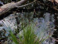 Carex paniculata ssp paniculata 36, Pluimzegge, Saxifraga-Ed Stikvoort