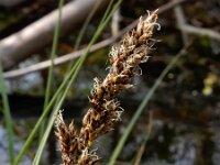 Carex paniculata ssp paniculata 37, Pluimzegge, Saxifraga-Ed Stikvoort
