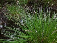 Carex paniculata ssp paniculata 38, Pluimzegge, Saxifraga-Ed Stikvoort