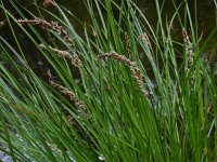 Carex paniculata ssp paniculata 39, Pluimzegge, Saxifraga-Ed Stikvoort
