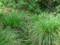 Carex paniculata ssp paniculata 4, Pluimzegge, Saxifraga-Jan Willem Jongepier