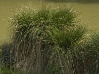 Carex paniculata ssp paniculata 5, Pluimzegge, Saxifraga-Willem van Kruijsbergen