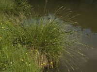 Carex paniculata ssp paniculata 6, Pluimzegge, Saxifraga-Willem van Kruijsbergen