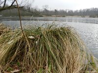 Carex paniculata ssp paniculata 7, Pluimzegge, Saxifraga-Rutger Barendse