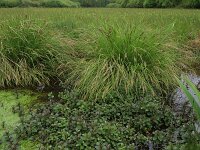 Carex paniculata ssp paniculata 9, Pluimzegge, Saxifraga-Hans Boll
