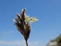 Carex parviflora 2, Saxifraga-Ed Stikvoort