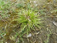 Carex pilulifera 8, Pilzegge, Saxifraga-Rutger Barendse