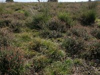 Carex pilulifera 9, Pilzegge, Saxifraga-Hans Boll