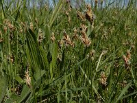 Carex praecox 13, Vroege zegge, Saxifraga-Ed Stikvoort : weichselboom Kop van Schouwen Zutphen Beesd - Culemborg Breda