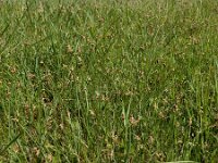 Carex praecox 15, Vroege zegge, Saxifraga-Ed Stikvoort : weichselboom Kop van Schouwen Zutphen Beesd - Culemborg Breda