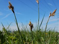 Carex praecox 17, Vroege zegge, Saxifraga-Ed Stikvoort : duindoorn Kop van Schouwen s9900