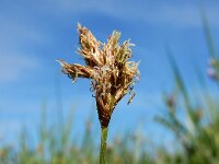 Carex praecox 18, Vroege zegge, Saxifraga-Ed Stikvoort : duindoorn Kop van Schouwen s9900