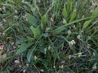 Carex praecox 8, Vroege zegge, Saxifraga-Ed Stikvoort : weichselboom Kop van Schouwen Zutphen Beesd - Culemborg Breda