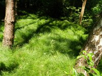 Carex pseudobrizoides