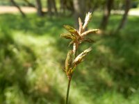 Carex pseudobrizoides 3, Valse zandzegge, Saxifraga-Peter Meininger