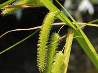 Carex pseudocyperus 9, Hoge cyperzegge, Saxifraga-Jeroen Willemsen