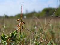 Carex pulicaris 13, Vlozegge, Saxifraga-Ed Stikvoort