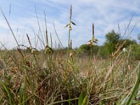Carex pulicaris 16, Vlozegge, Saxifraga-Ed Stikvoort