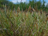 Carex pulicaris 17, Vlozegge, Saxifraga-Ed Stikvoort