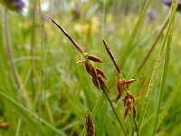 Carex pulicaris 18, Vlozegge, Saxifraga-Ed Stikvoort