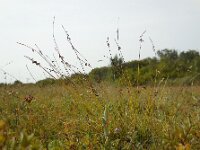 Carex pulicaris 19, Vlozegge, Saxifraga-Ed Stikvoort