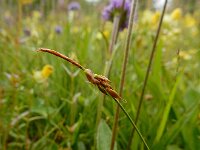 Carex pulicaris 20, Vlozegge, Saxifraga-Ed Stikvoort