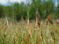 Carex pulicaris 21, Vlozegge, Saxifraga-Ed Stikvoort