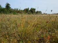 Carex pulicaris 24, Vlozegge, Saxifraga-Ed Stikvoort