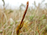 Carex pulicaris 27, Vlozegge, Saxifraga-Ed Stikvoort