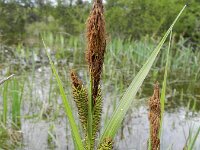 Carex riparia 28, Oeverzegge, Saxifraga-Rutger Barendse