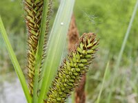 Carex riparia 29, Oeverzegge, Saxifraga-Rutger Barendse