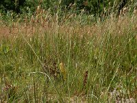 Carex rostrata 27, Snavelzegge, Saxifraga-Ed Stikvoort : Halsters Laag s9900