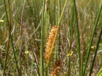 Carex rostrata 30, Snavelzegge, Saxifraga-Ed Stikvoort : Halsters Laag s9900
