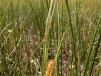 Carex rostrata 31, Snavelzegge, Saxifraga-Ed Stikvoort : Halsters Laag s9900