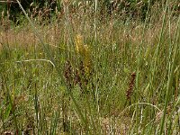 Carex rostrata 33, Snavelzegge, Saxifraga-Ed Stikvoort : Halsters Laag s9900