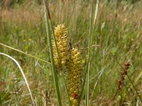 Carex rostrata 34, Snavelzegge, Saxifraga-Ed Stikvoort : Halsters Laag s9900